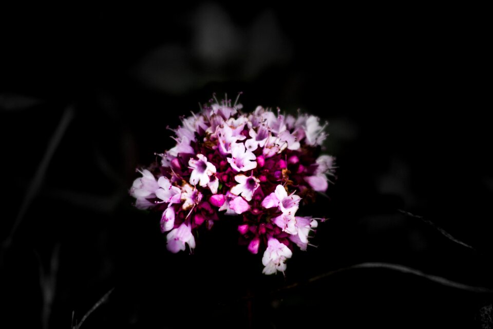 Plants nature close