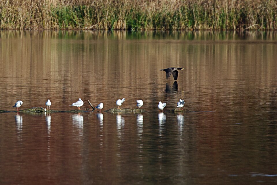 Seagull duck water bird