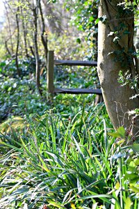 Landscape forest green photo