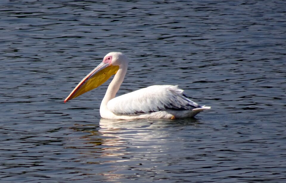 Eastern white pelican rosy pelican white pelican