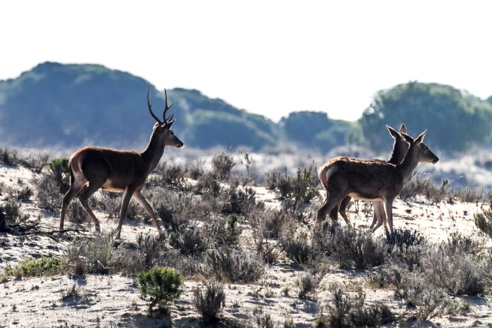 Doñana deer 11-30-18
