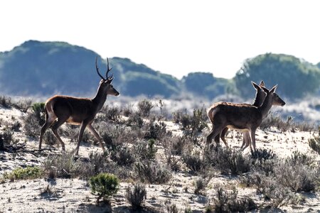 Doñana deer 11-30-18 photo