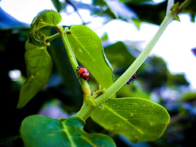 Leaves wisteria ladybug photo