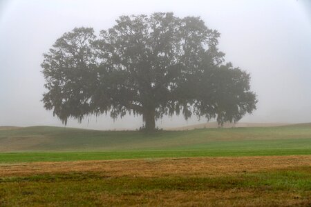 Lonely atmosphere oak