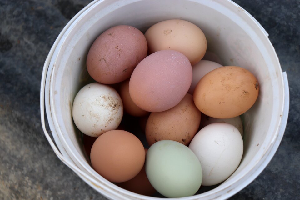 Collection of nest box eggs yesil eggs chicken eggs