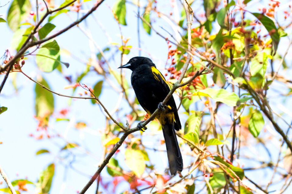 Yellow and black birding forest