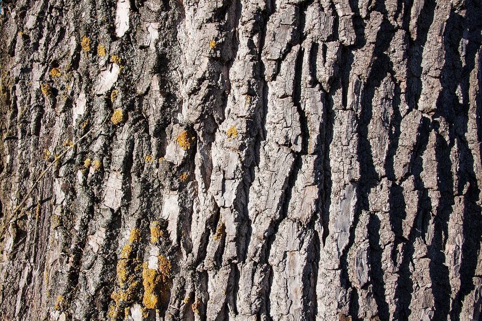 Old poplar bast shed bark