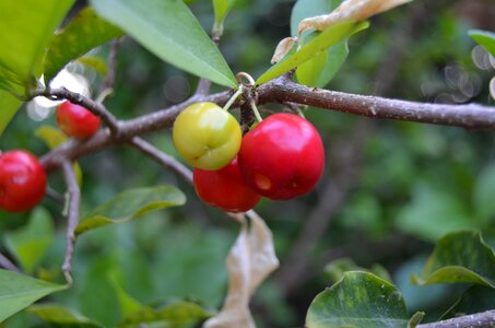 Vitamin brazil nature