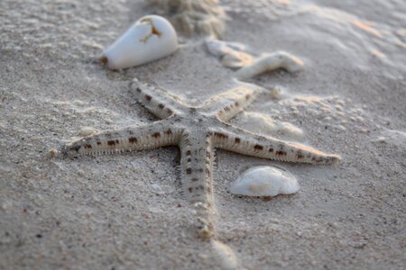 Shells beach