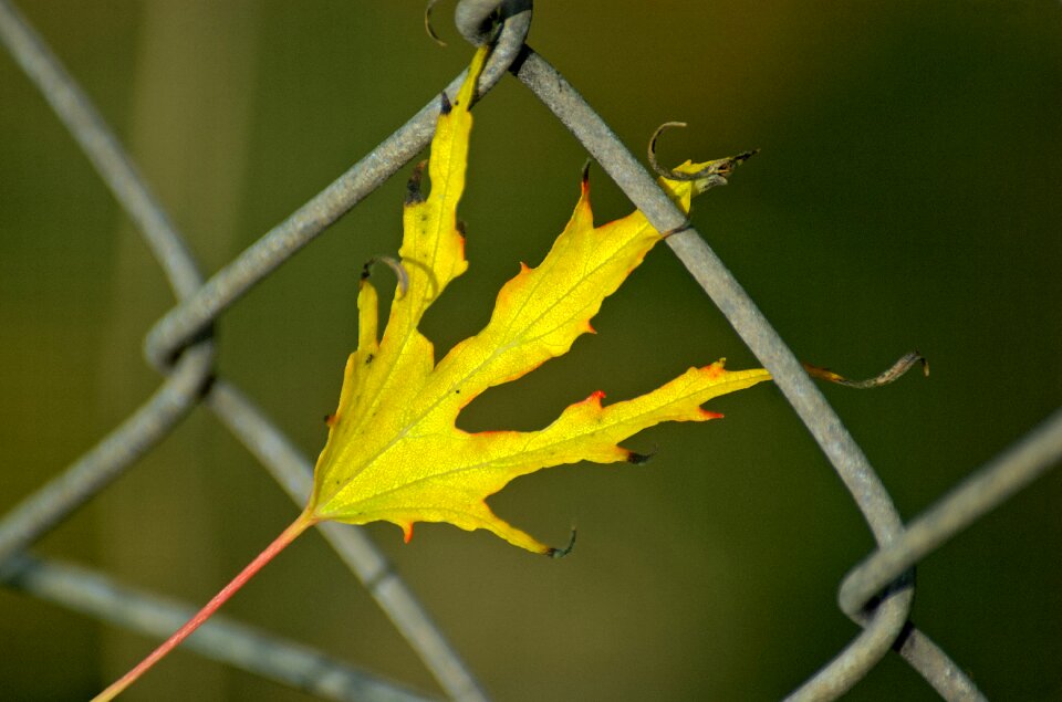 Fall foliage autumn maple