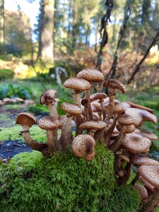 Nature autumn