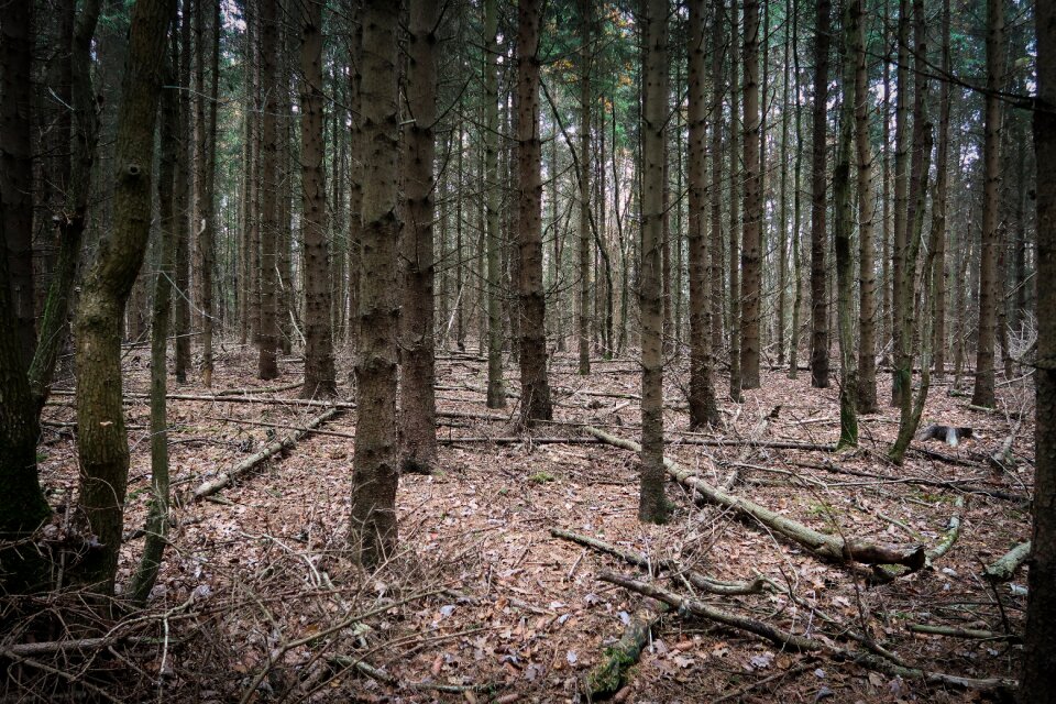 Kahl dead wood leaves