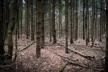 Kahl dead wood leaves photo