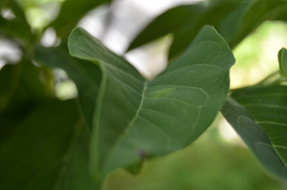 Leaves plant spring