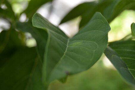 Leaves plant spring photo