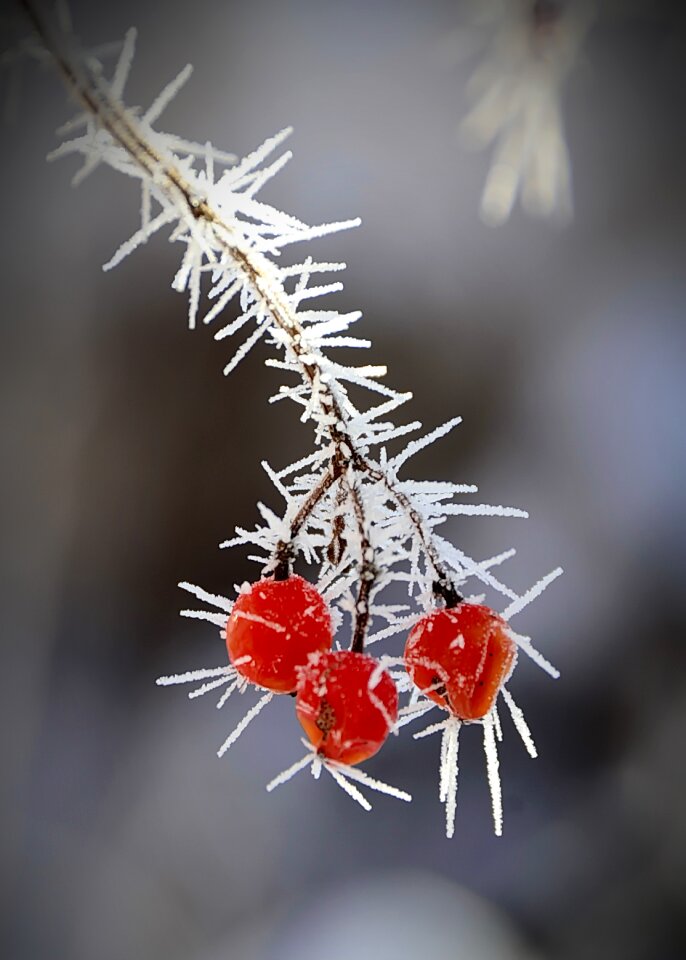 Viburnum cold frost photo