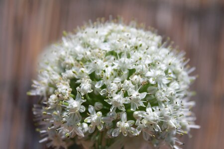 Flower onion plant