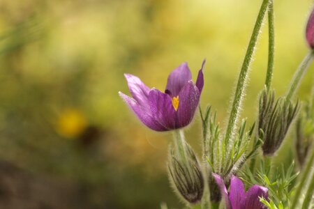 Pulsatilla flowers the first flowers