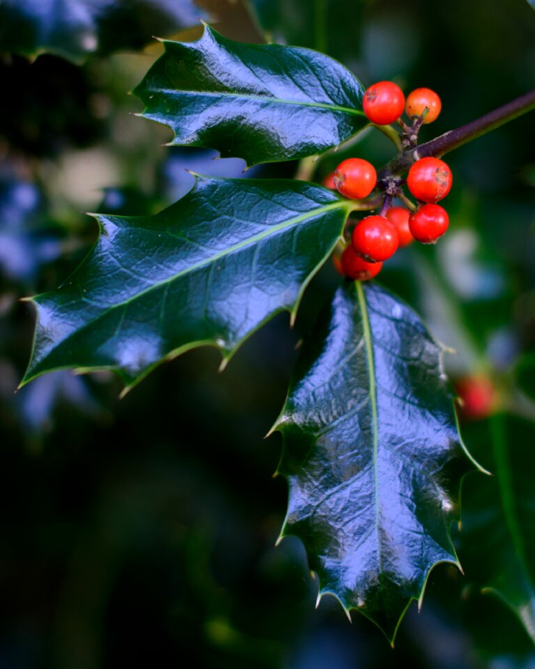 Red christmas plant