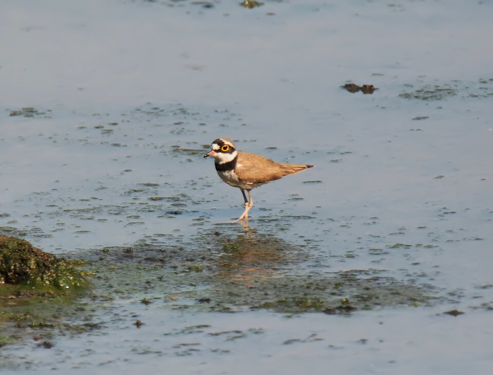 Bird migratory animal