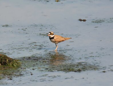 Bird migratory animal