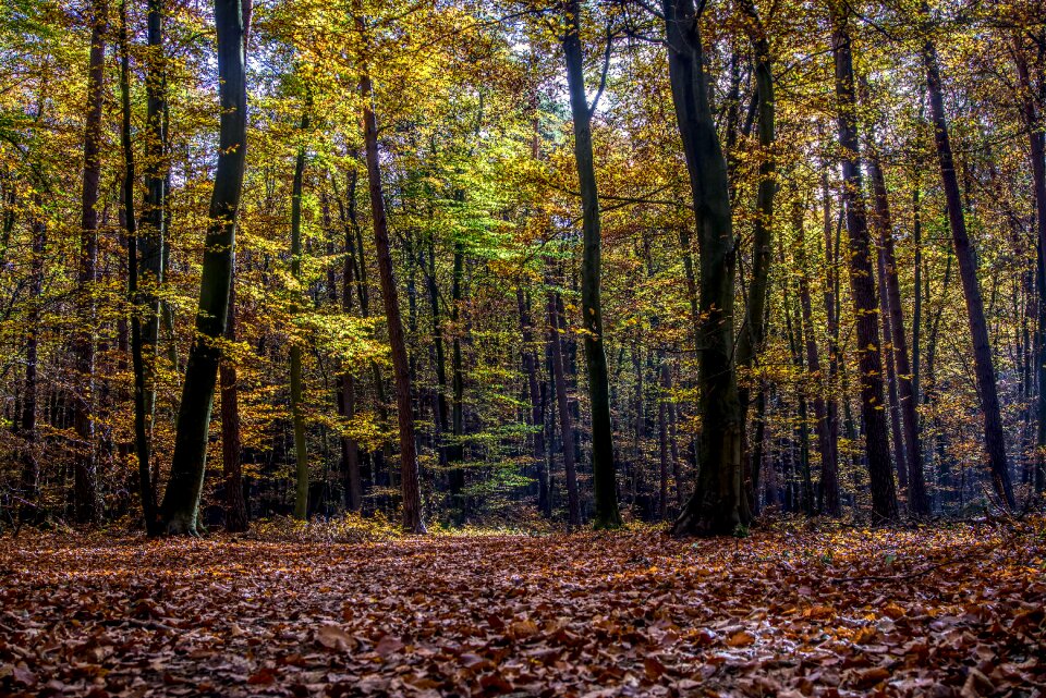Autumn mood light