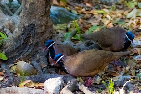 Blue-headed quail-dove endemic birding photo