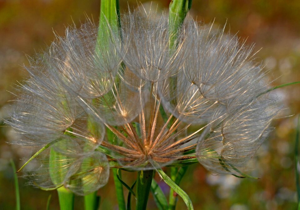 Close-up autumn nature