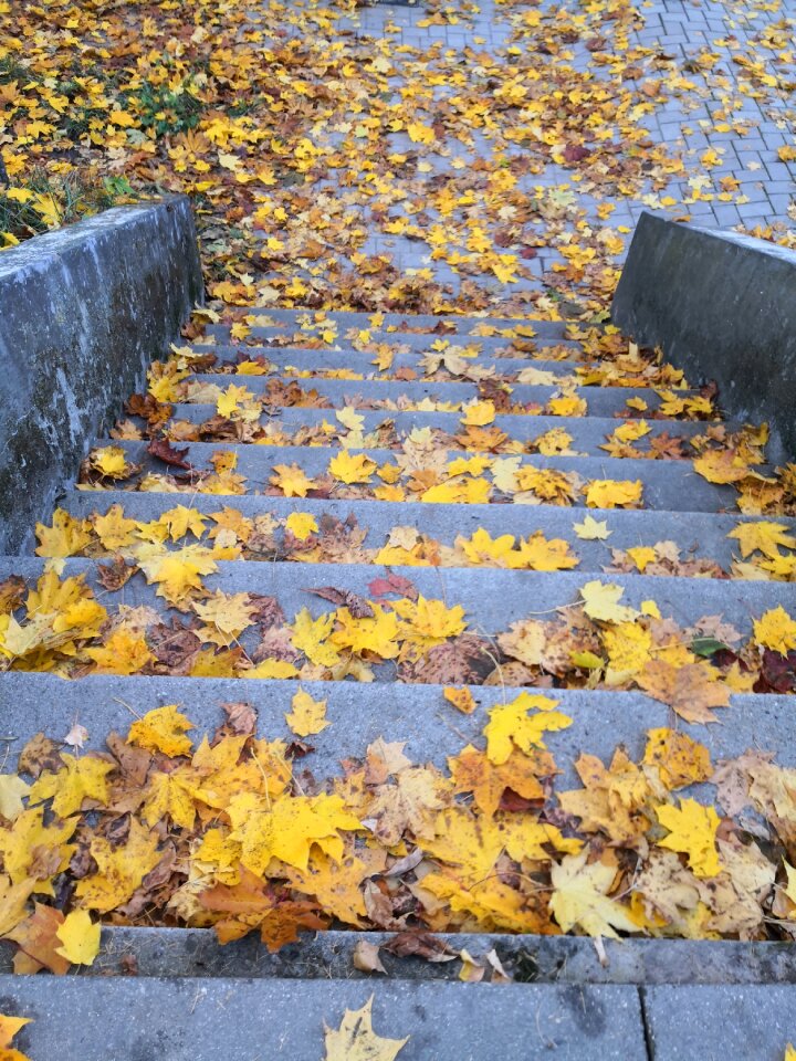 Leaves autumn