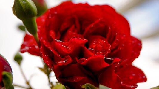 Nature romantic wedding