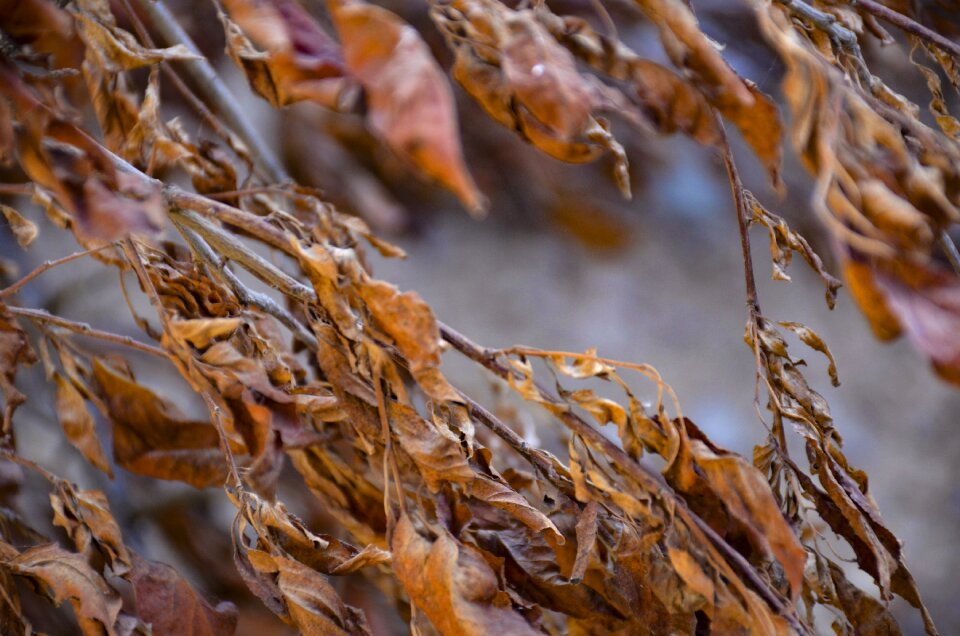 Leaf autumn nature