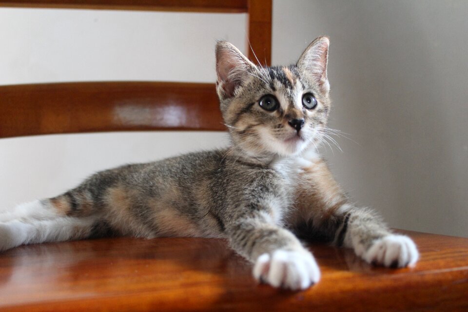 Kitty feline cute