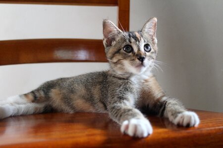 Kitty feline cute