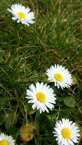 Daisy flowers nature