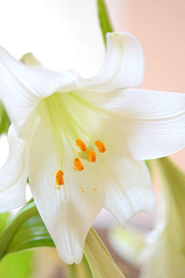 Bloom nature blossom