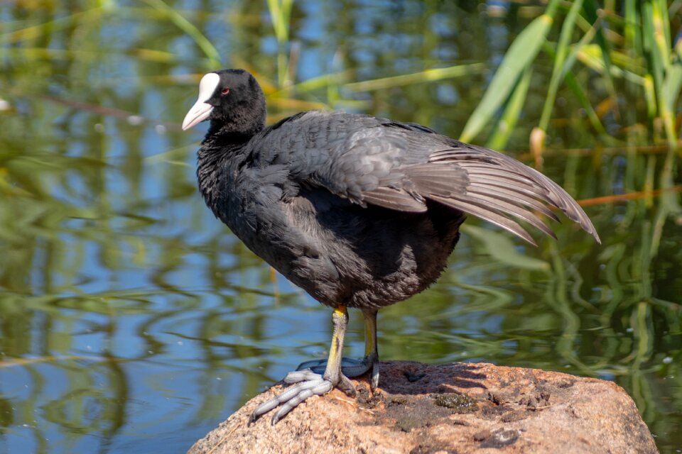 Waterfowl bird water