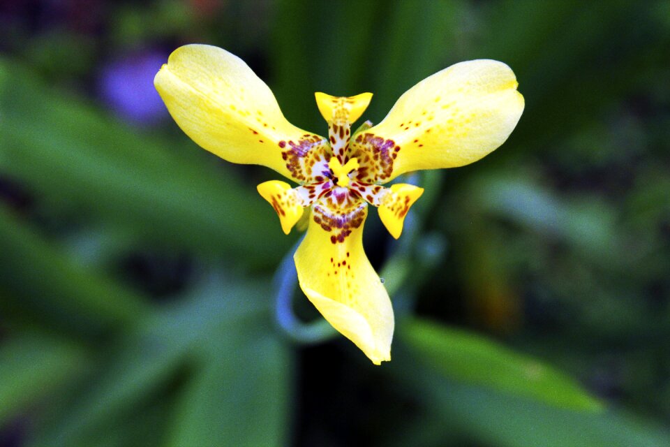 Yellow bali