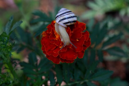 Shell nature supplies