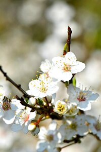 Spring white branch