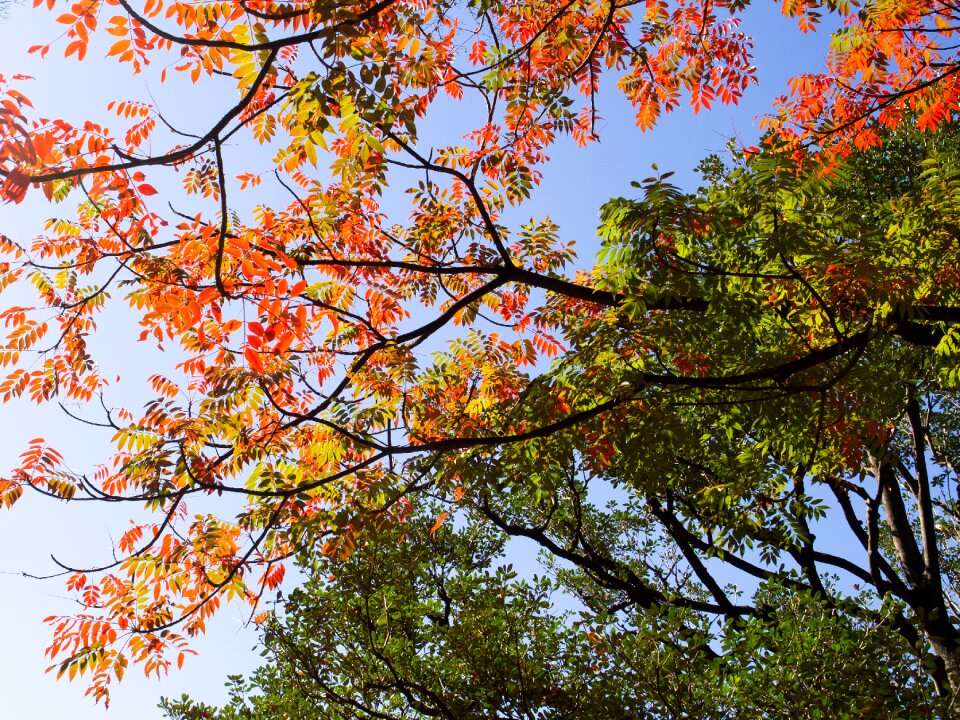 Autumn natural wood