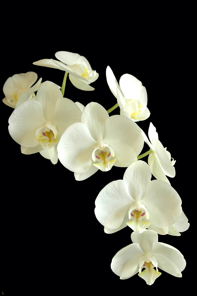 White and black flora plant