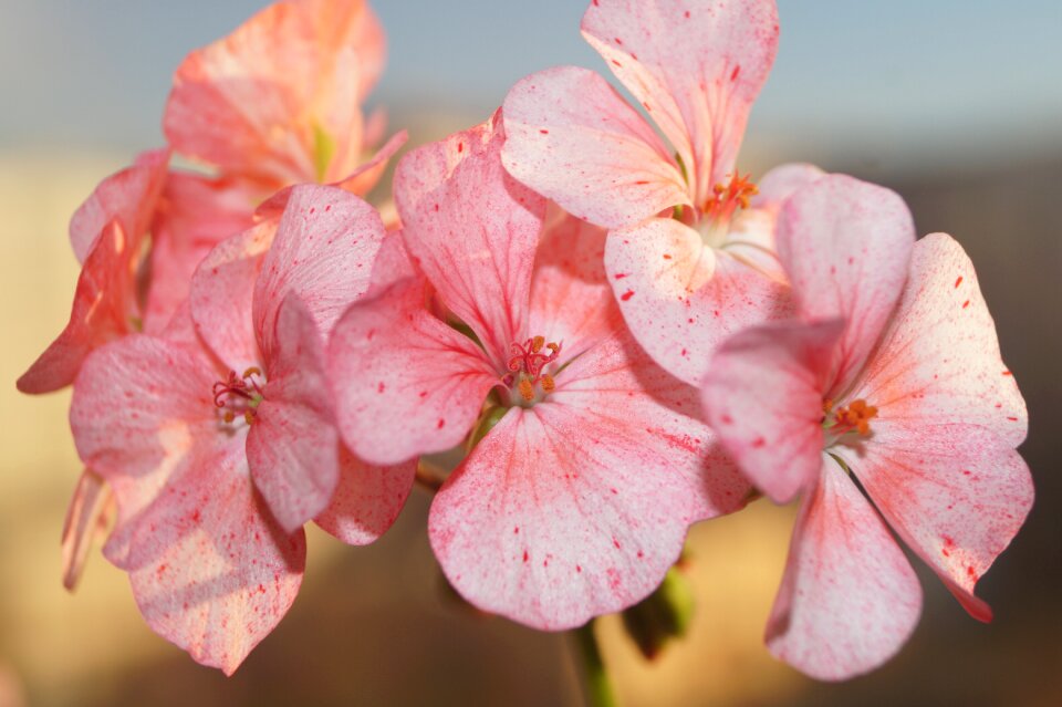 Geranium sun beauty