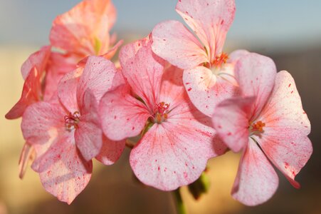 Geranium sun beauty