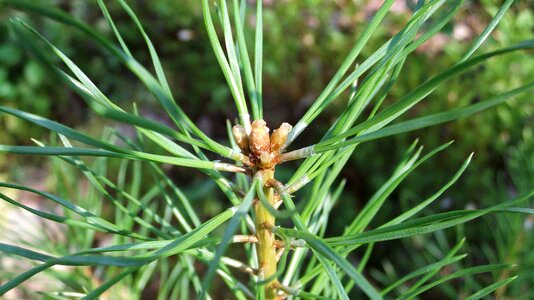 Nature tree conifer photo