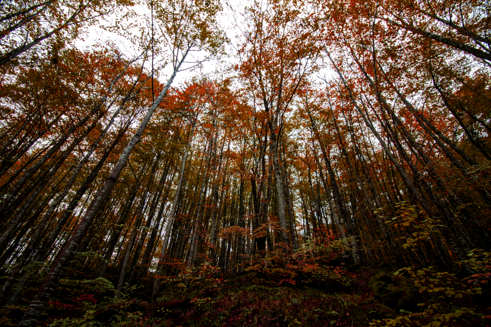 Landscape mystic leaves