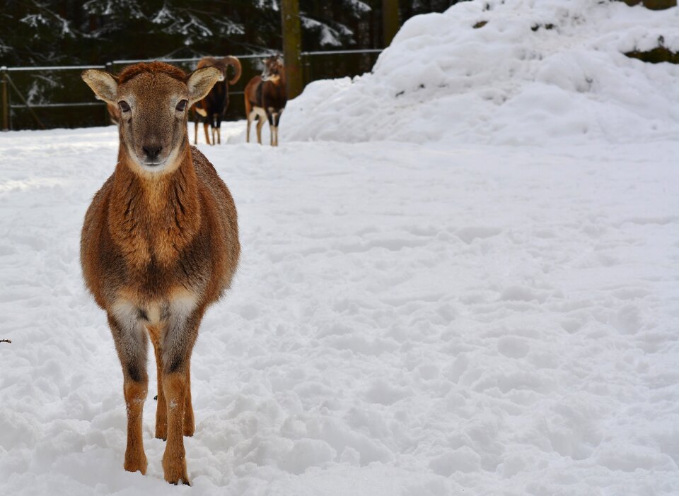 Nature snow cold