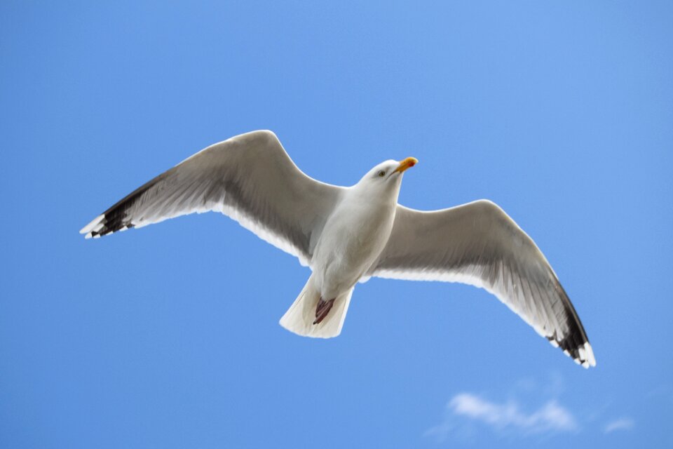 Gull clouds