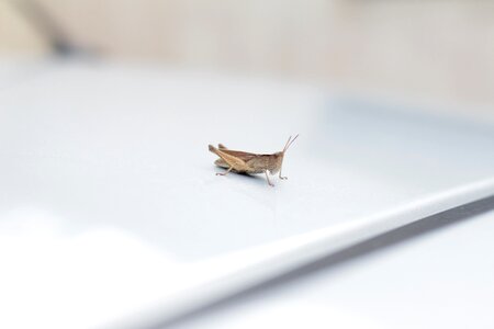 Beetle nature wild