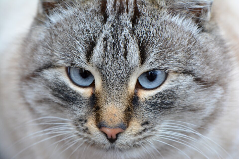 Eyes portrait macro