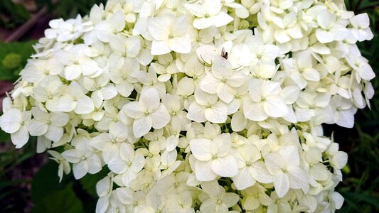 White flowers bush inflorescence